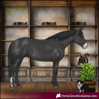 Horse Color:Black Sabino