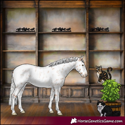Horse Color:Silver Sable Champagne Roan Splash Frame Appaloosa Rabicano 