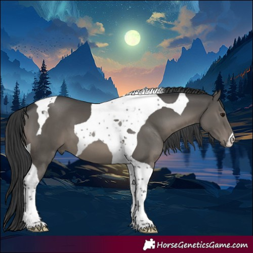 Horse Color:Black Tobiano 