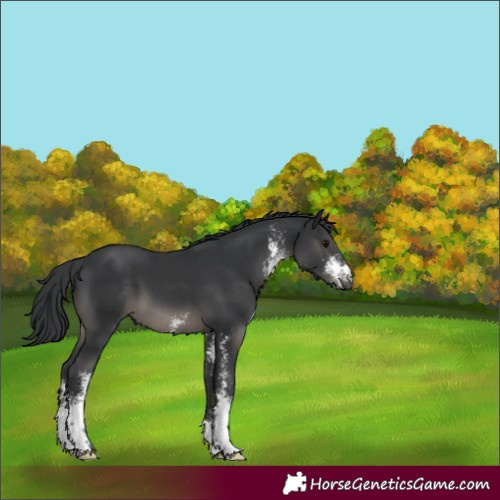 Horse Color:Black Sabino 