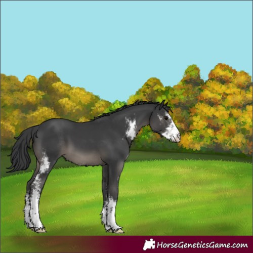 Horse Color:Black Sabino 