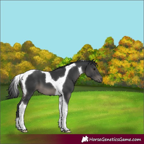 Horse Color:Black Tobiano 