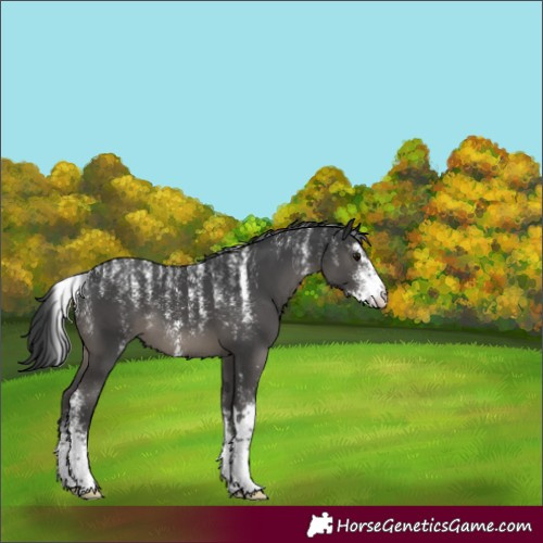 Horse Color:Powder White Black Sabino 