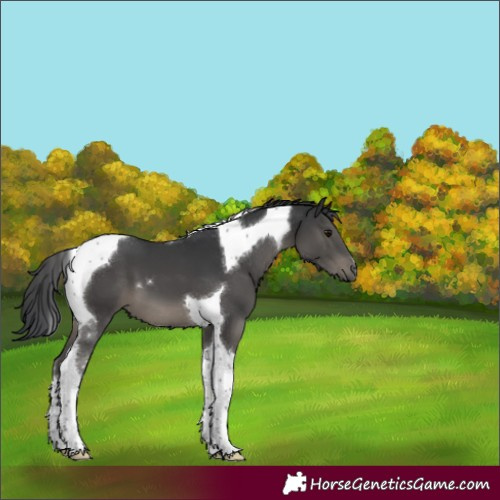 Horse Color:Black Tobiano 