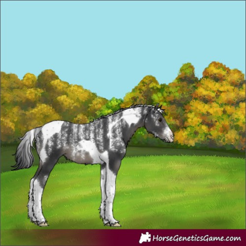 Horse Color:Powder White Black Tobiano 