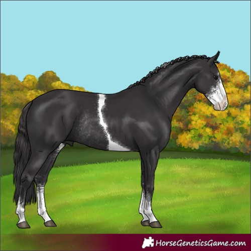 Horse Color:Smoky Black Sabino Tobiano Rabicano 