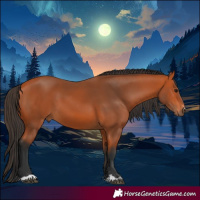 Horse Color:Bay 