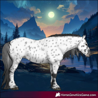 Horse Color:Blue Roan Near Leopard 