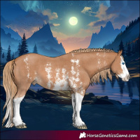 Horse Color:Chestnut Sabino Splash 