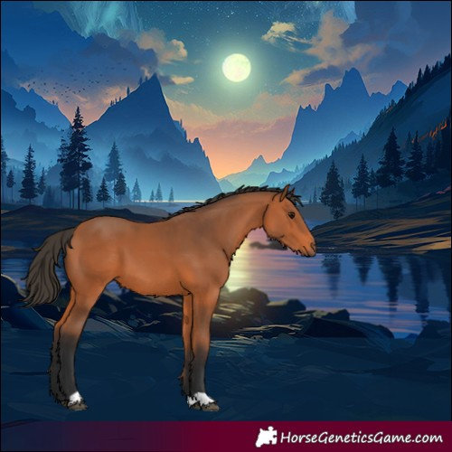 Horse Color:Bay 