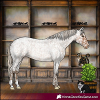 Horse Color:Chocolate Palomino Roan Appaloosa Rabicano 