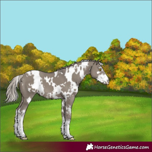 Horse Color:White Spotted Silver Grullo Sabino 