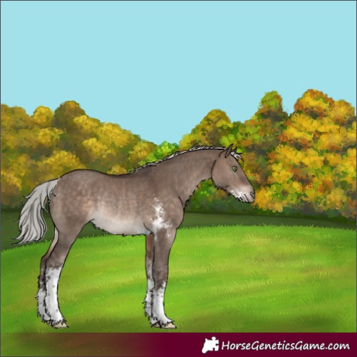 Horse Color:Silver Brown Dun Sabino Rabicano 