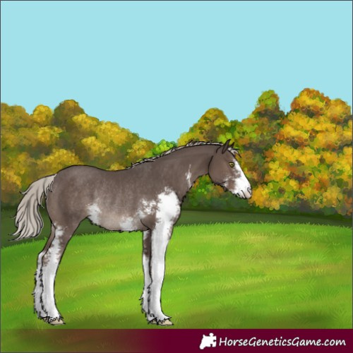 Horse Color:Silver Black Sabino Rabicano 