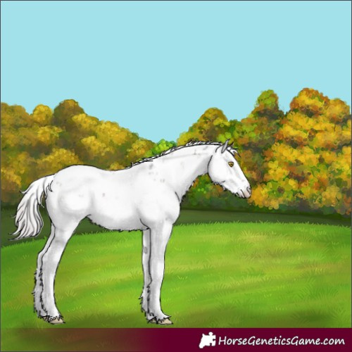 Horse Color:Silver Grullo Sabino Rabicano Brindle 
