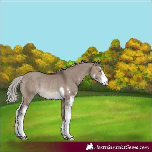 Horse Color:Silver Brown Dun Sabino Rabicano 