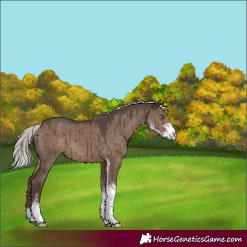 Horse Color:Silver Grullo Sabino Brindle 
