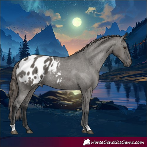 Horse Color:Grullo Appaloosa 