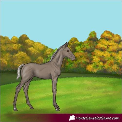 Horse Color:Silver Grullo Varnish Rabicano 