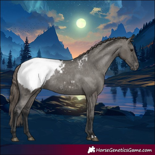 Horse Color:Grullo Appaloosa Rabicano 