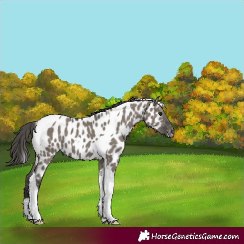 Horse Color:Grullo Tobiano Near Leopard 