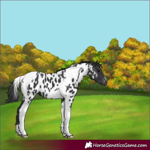 Horse Color:Black Tobiano Appaloosa 