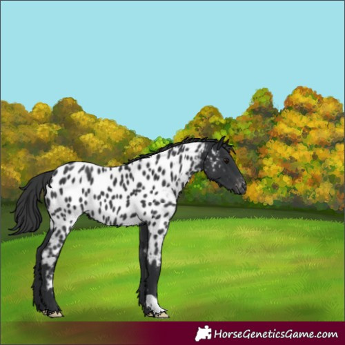 Horse Color:Black Near Leopard 