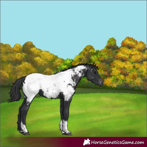 Horse Color:Black Tobiano Near Fewspot 