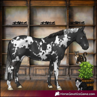 Horse Color:White Spotted Liver Chestnut 