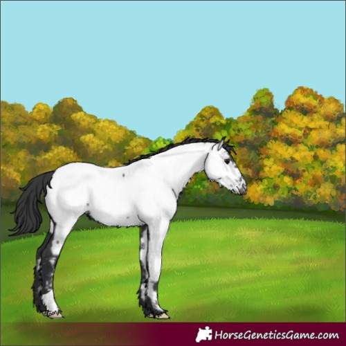 Horse Color:Black Near Fewspot 
