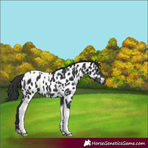 Horse Color:Black Tobiano Near Leopard 