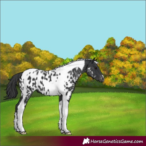 Horse Color:Black Tobiano Near Leopard 