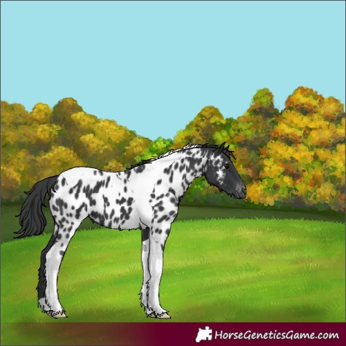 Horse Color:Black Tobiano Near Leopard 