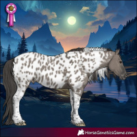 Horse Color:Grullo Tobiano Appaloosa 