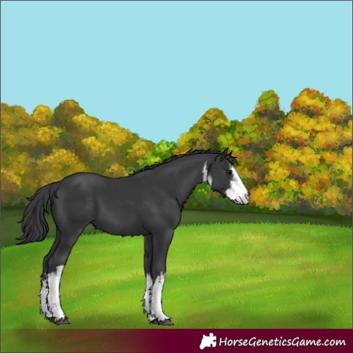 Horse Color:White Spotted Black 