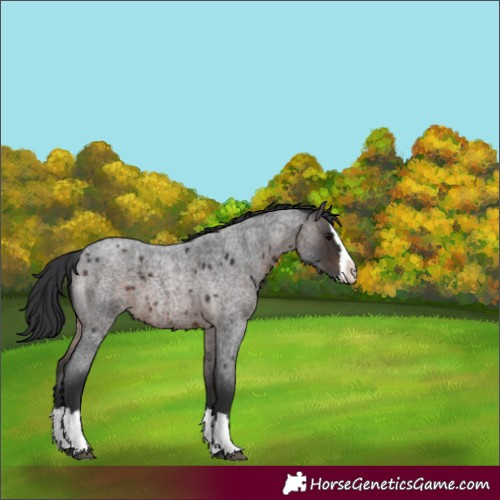 Horse Color:Brown Roan Splash 