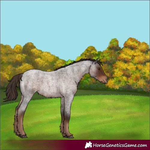 Horse Color:White Spotted Liver Red Roan 