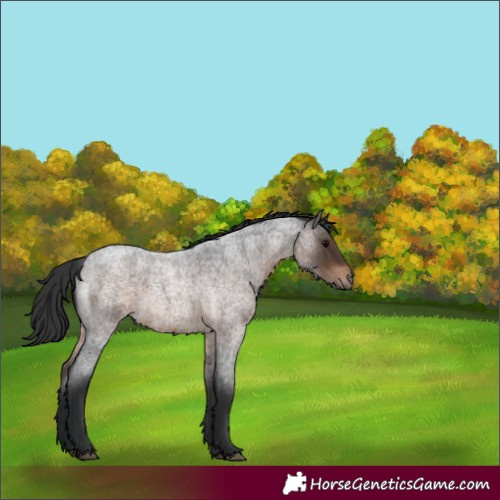 Horse Color:Brown Roan 
