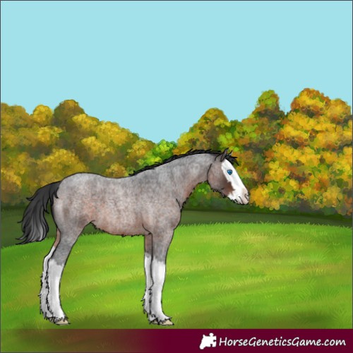 Horse Color:Brown Roan Splash 
