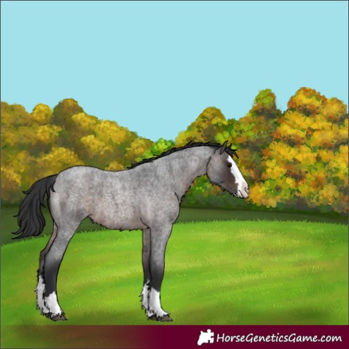 Horse Color:Brown Roan Splash 