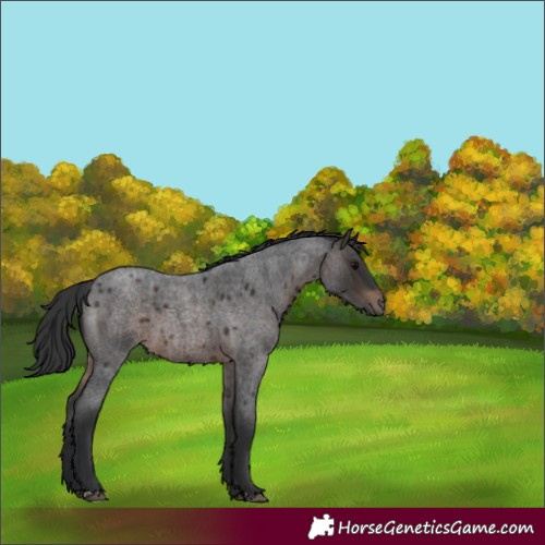 Horse Color:Brown Roan 