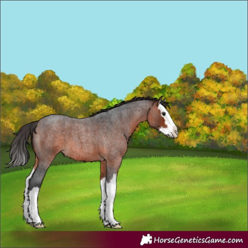 Horse Color:Bay Roan Splash 