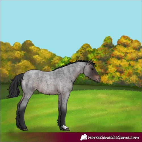 Horse Color:Brown Roan 