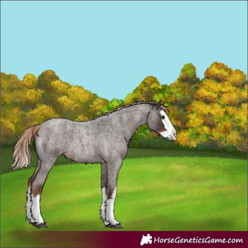 Horse Color:White Spotted Liver Red Roan Splash 
