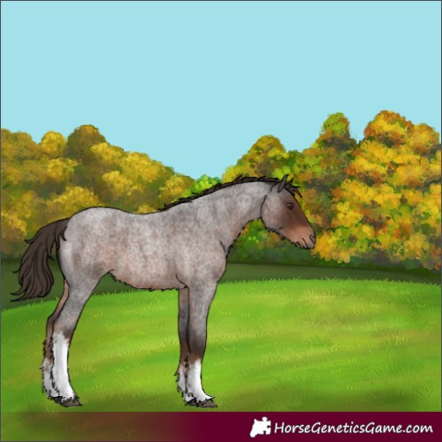 Horse Color:White Spotted Liver Red Roan 
