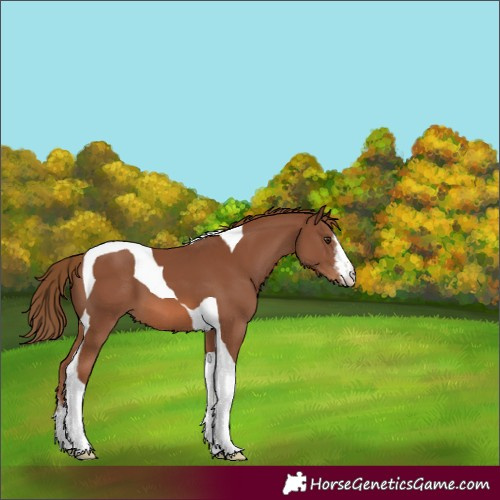 Horse Color:White Spotted Chestnut Tobiano 