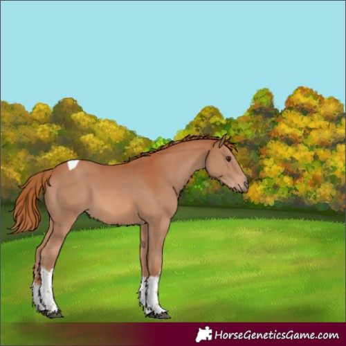 Horse Color:White Spotted Chestnut Tobiano 