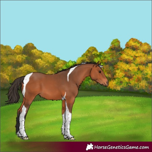 Horse Color:Bay Tobiano 