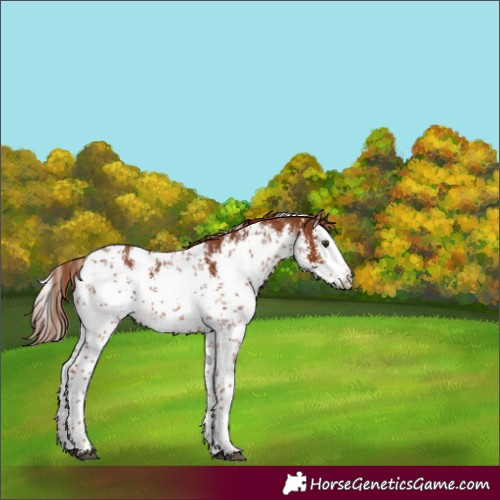 Horse Color:White Spotted Chestnut Sabino 