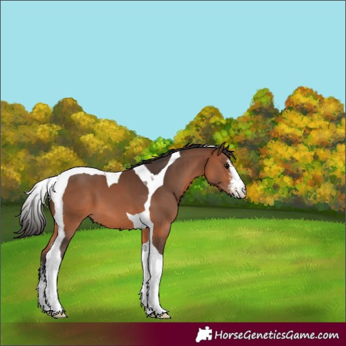 Horse Color:White Spotted Bay Tobiano 